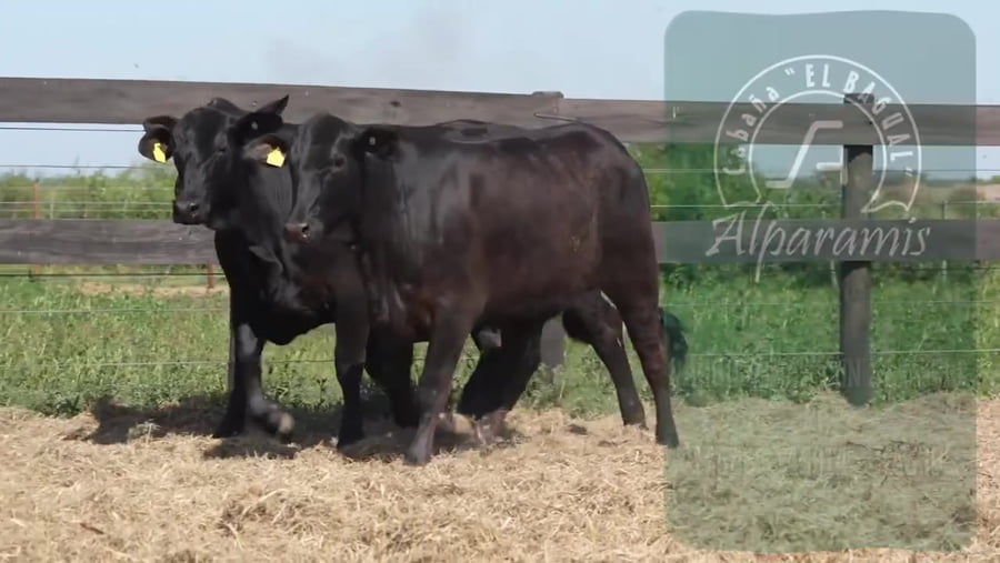 Lote Vaquillona con servicio