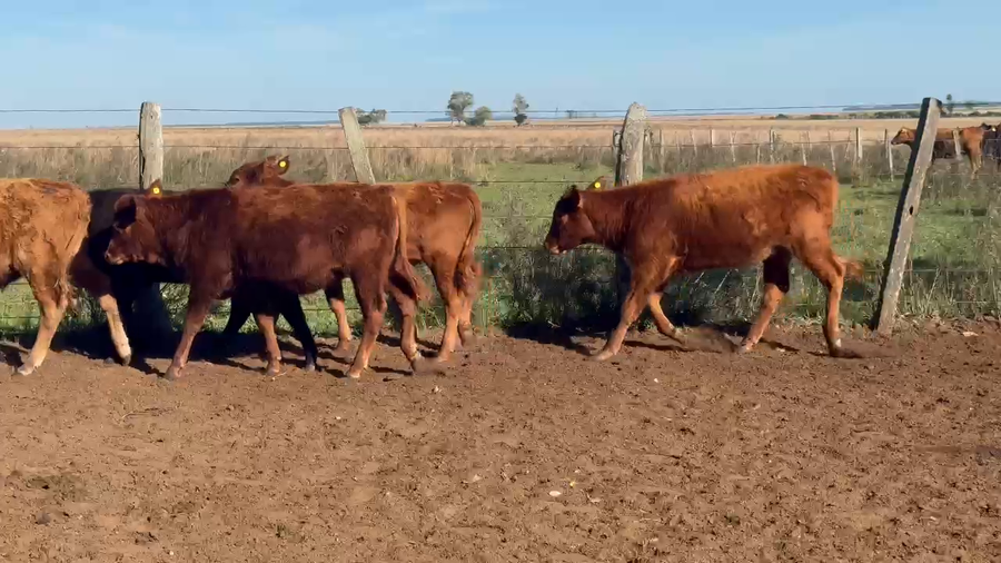 Lote 125 Terneros en Corrientes, Paso de Los Libres