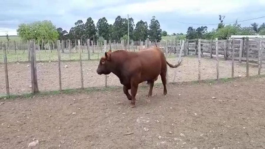 Lote Red Angus Morixe