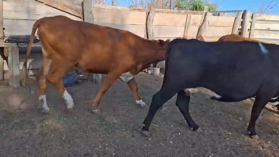 Lote Vaquillonas braford y cruza