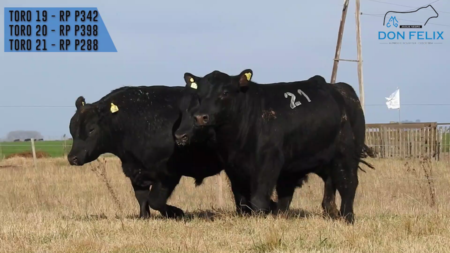 Lote "Cabaña ""Don Felix"" Toros Angus PC"