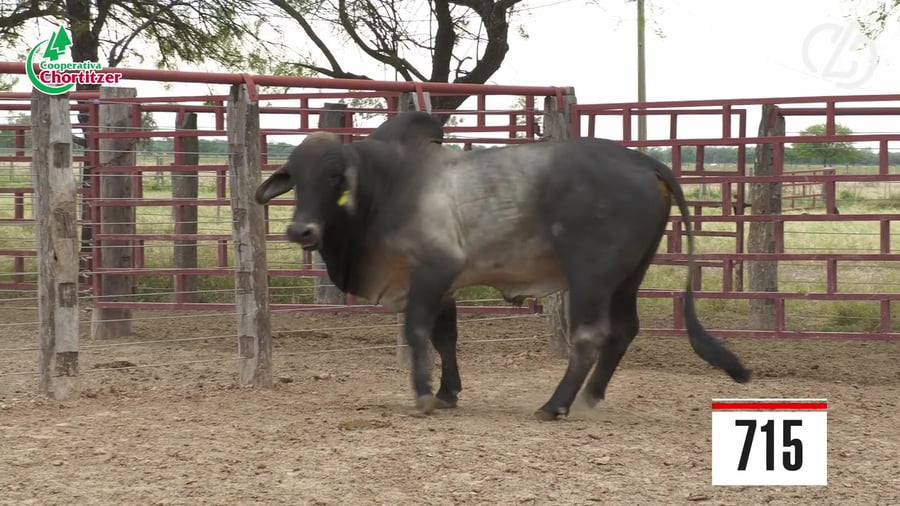 Lote Brahman