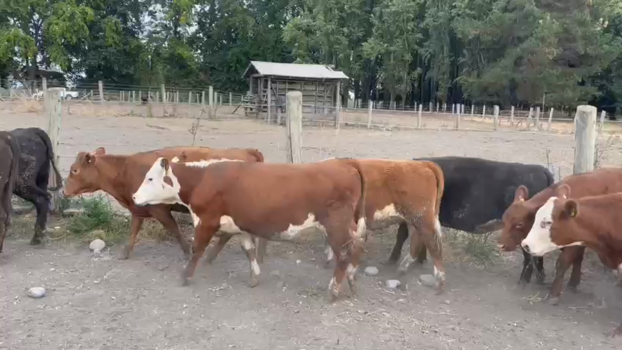 Lote 60 Vaquilla Gorda en Los Ángeles, VIII Región Biobío