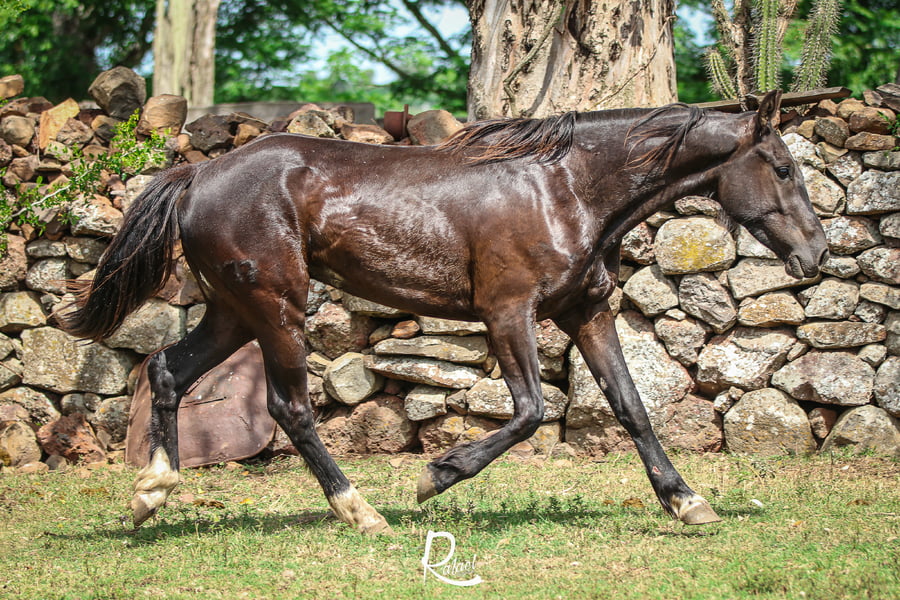 Lote Dolores Don Salvador