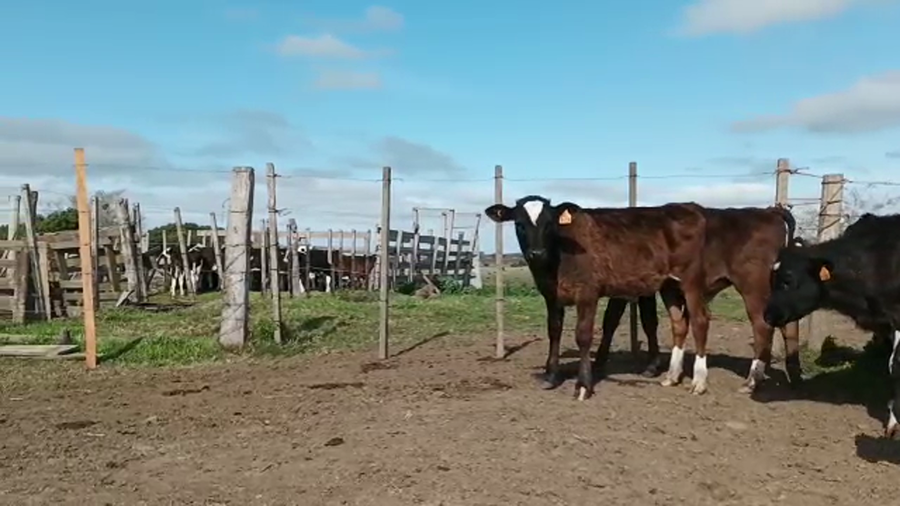 Lote (Vendido)18 Terneros HOLANDO a remate en 5to remate por pantalla ENTRE MARTILLOS 123kg - , San José