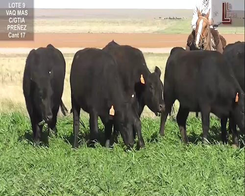 Lote VAQ. A. ANGUS NEGRAS MAS C/GTÍA DE PREÑEZ