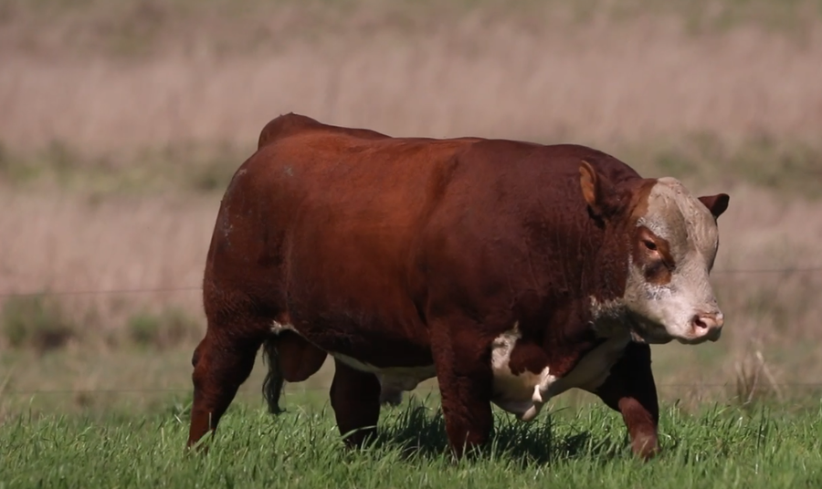 Lote Santa Maria de Arapey