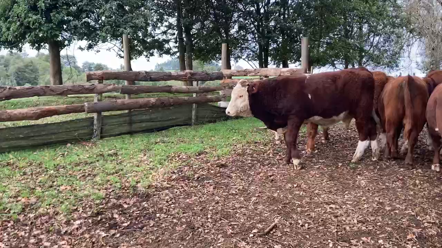 Lote 17 Ternero en Puerto Varas, X Región Los Lagos