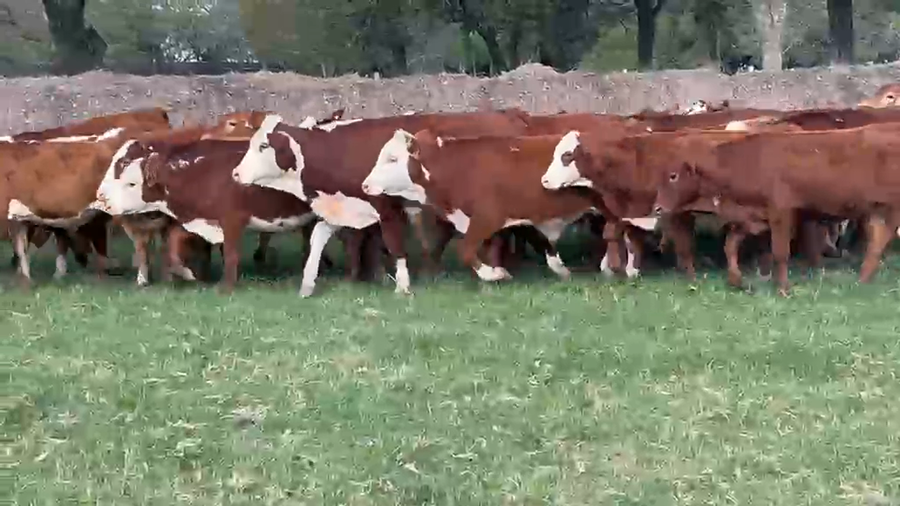 Lote 80 Terneros en Corrientes, Bella Vista