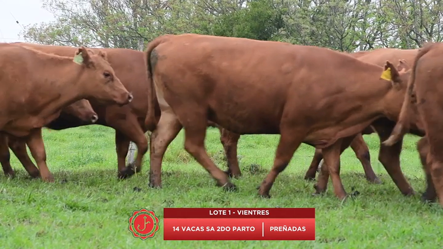 Lote Vacas SA