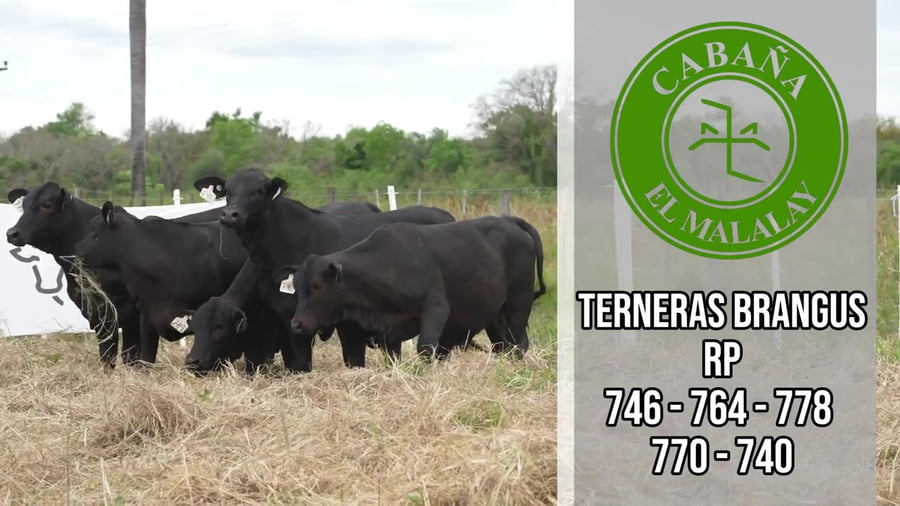 Lote Ternera