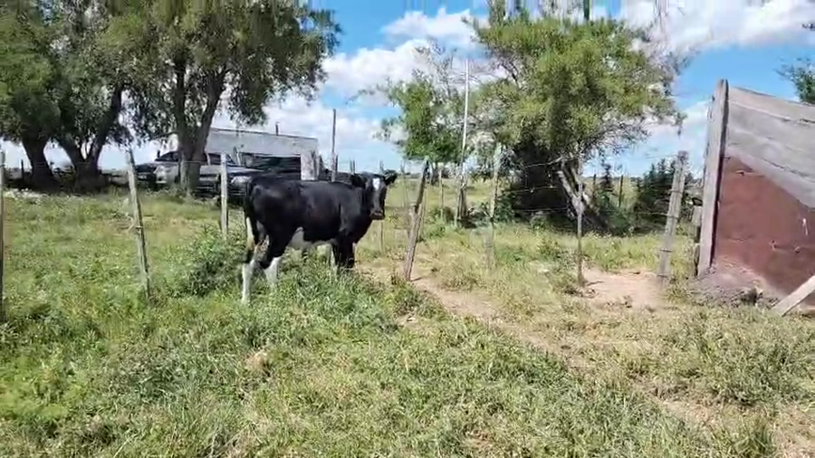 Lote Vaquillonas  a remate en Pantalla Camy, San José