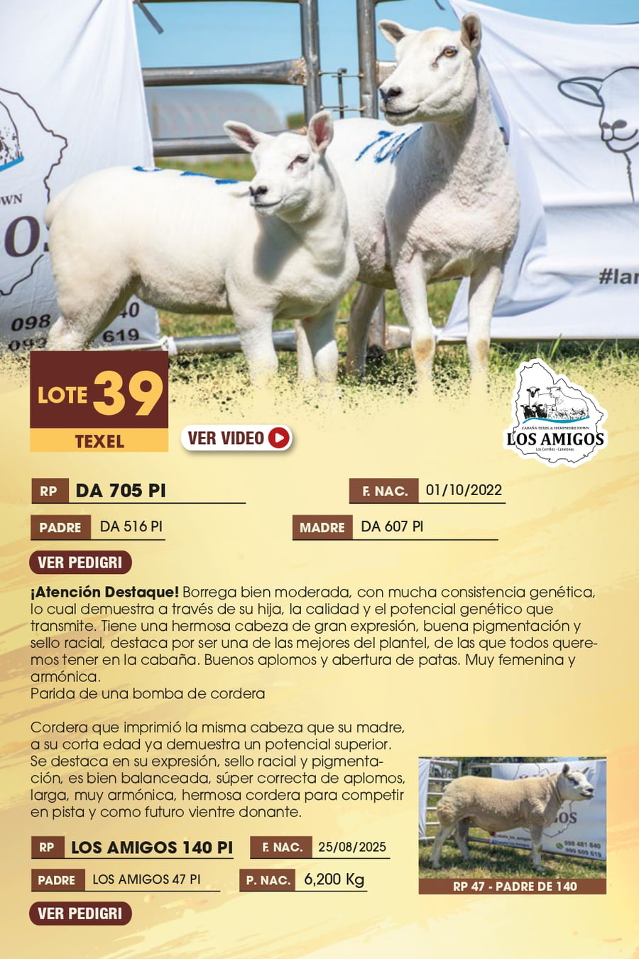 Lote 39 - TEXEL
