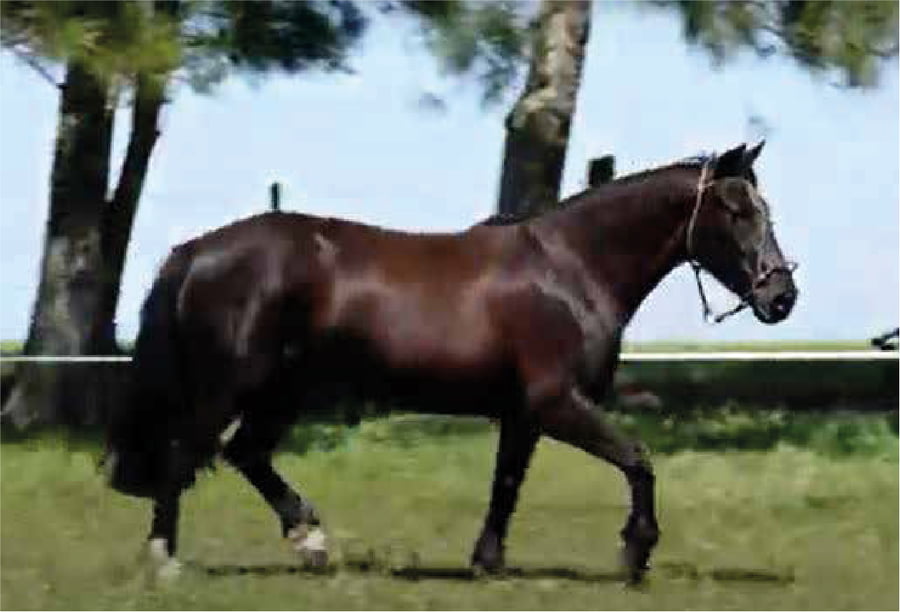 Lote El Gavilán Novia Gaucha (RP 432) Cabaña "El Gavilán"