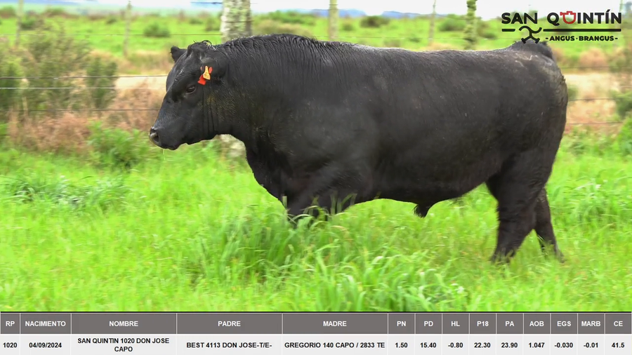 Lote ABERDEEN ANGUS PI