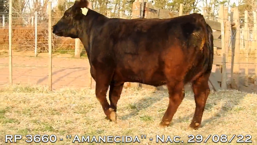 Lote VAQUILLONAS  P.P.