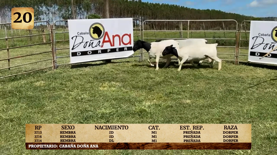Lote LOTE 20