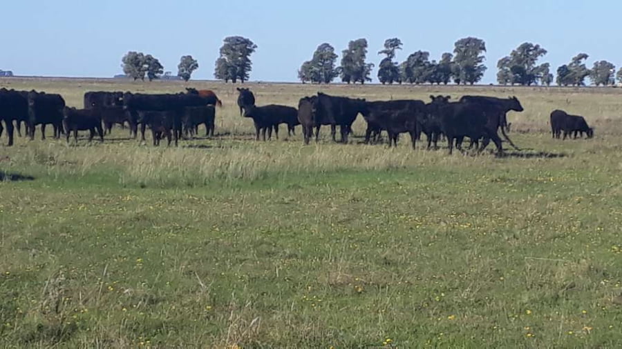 Lote 70 Terneras en Gral. Lamadrid, Buenos Aires