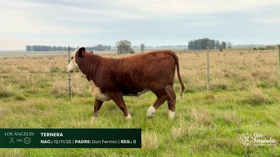 Lote Ternera