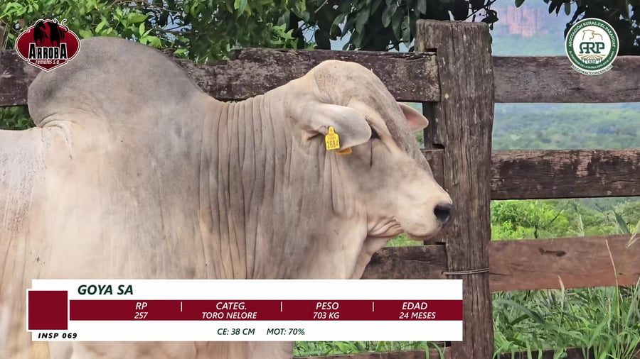 Lote TORO NELORE