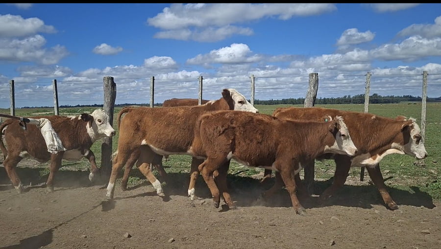 Lote 70 Terneros/as en Corrientes, Curuzu Cuatia