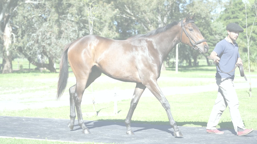 Lote EDI BEACH (TREASURE BEACH -  EDILIA)