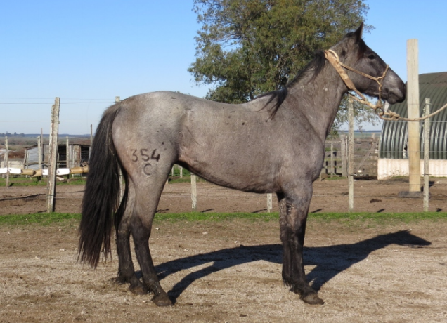 Lote COMANDANTE LA FLECHILLA