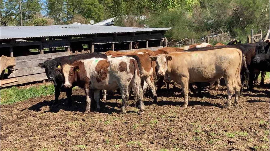 Lote 25 Novillo Engorda en  Frutillar, X Región Los Lagos