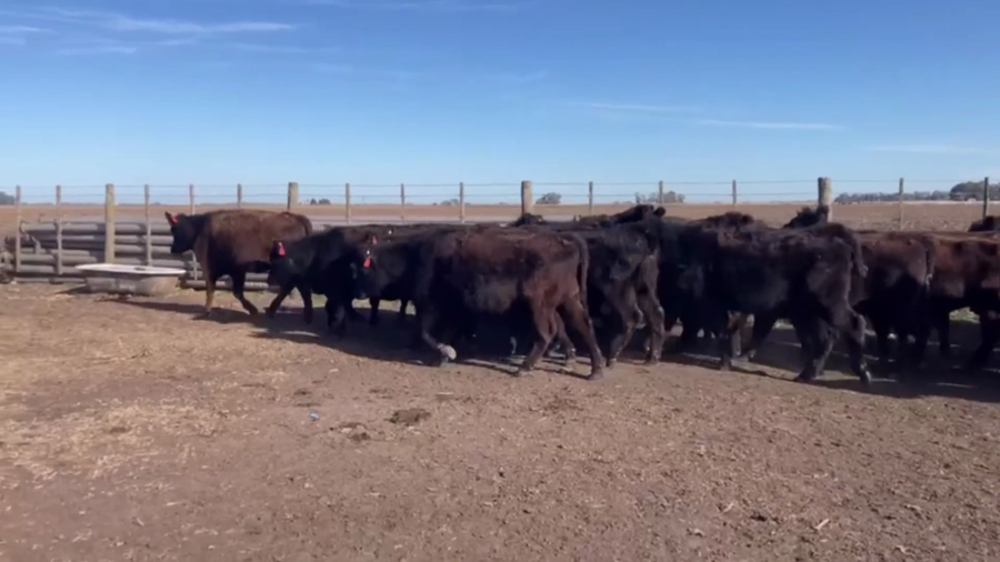 Lote 27 VC. NUEVAS INVERNADA, TANDIL, PCIA. DE BS. AS.