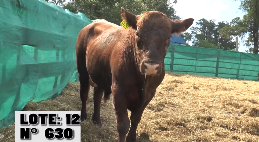 Lote 3 Toros PI / PO / PC a remate en Remate La Empastada , Artigas