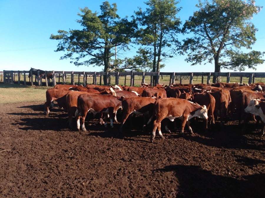 Lote SAENZ VALIENTE, BULLRICH Y Cia. S.A.