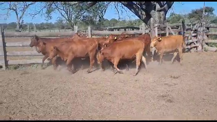 Lote VAQUILLONAS PREÑADAS