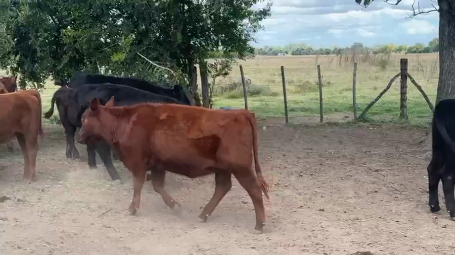 Lote 32 Terneras