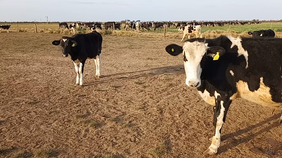 Lote 30 Novillitos Holando Argentino en Brinkmann, Córdoba