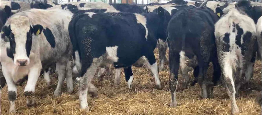 Lote 20 Novillo Gordo en XIV Región Los Ríos, Río Bueno