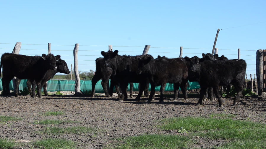 Lote SERVIS SA: 10 vaquillas generales p/servicio