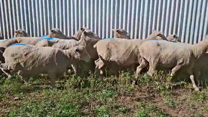 Lote OVEJAS