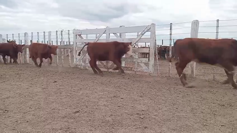 Lote 60 Terneros en Santa Fe, Capivara