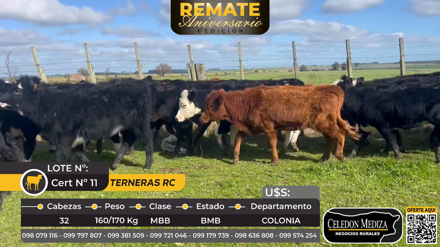 Lote 32 Terneras en Colonia