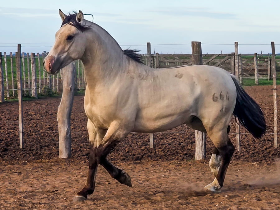 Lote Del Goyaz Fresco