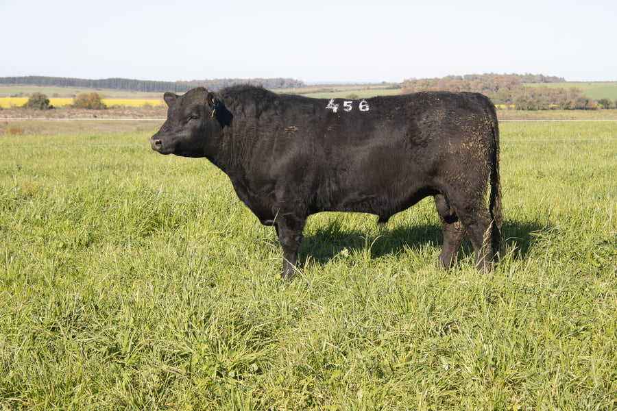 Lote 32