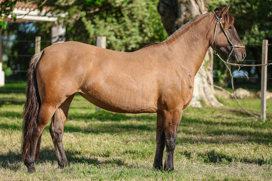 Lote CATANDUVA ALICIA