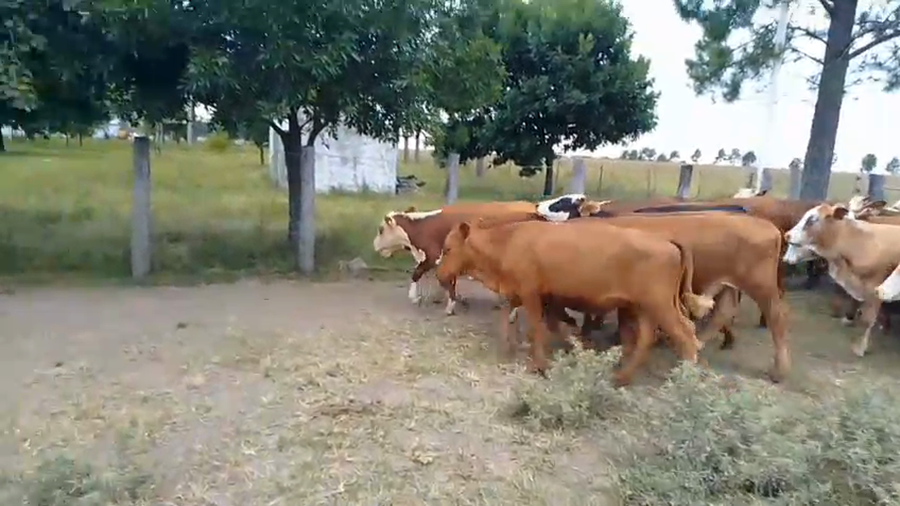 Lote 80 Terneros/as en Corrientes, Mariano I. Loza