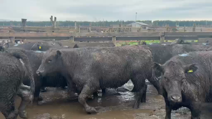 Lote 20 Novillo Gordo en Cabrero, VIII Región Biobío