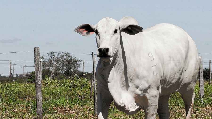 Lote LOTE 46