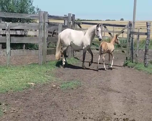 Lote Yegua CRIOLLA, Colonia