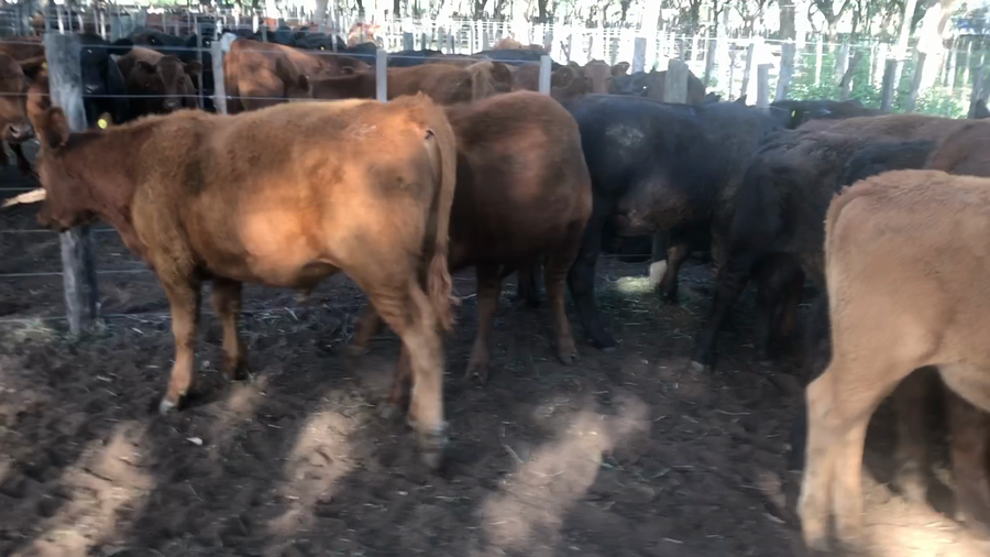 Lote 24 Terneros en Buenos Aires, Daireaux