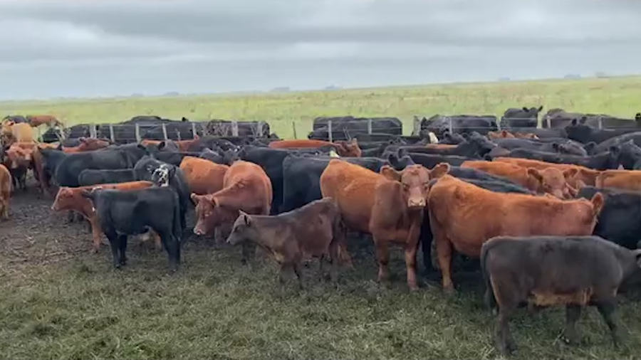 Lote 15 Terneras en Azul, Buenos Aires