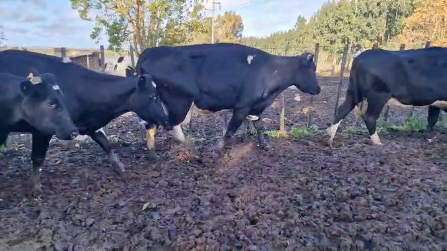 Lote 11 Vaca a remate en Pantalla Camy, San José