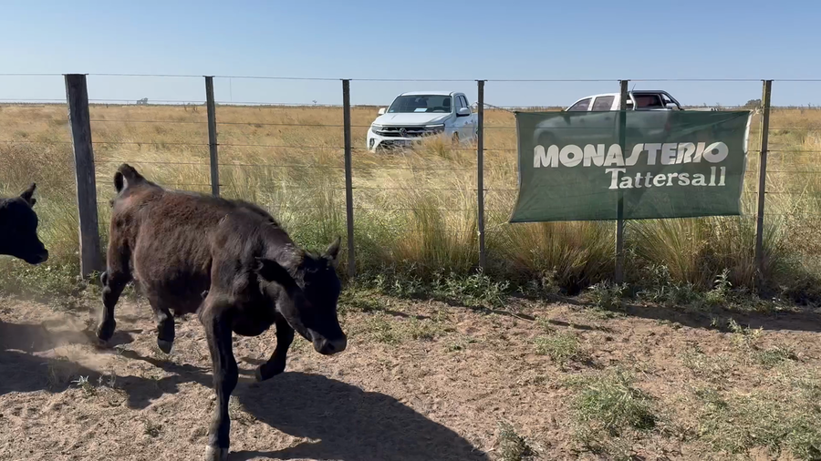 Lote 40 Terneros en Buenos Aires, Tres Arroyos